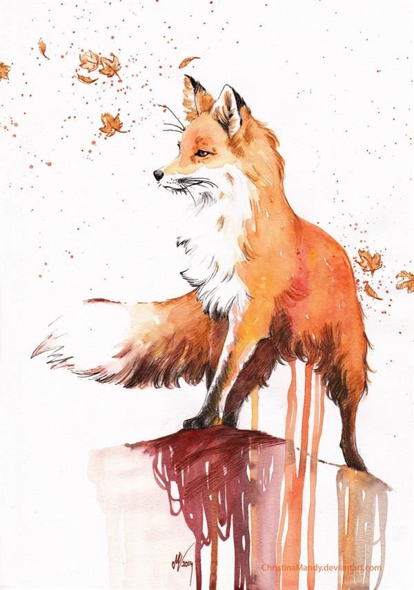 Fox Image Fox Image